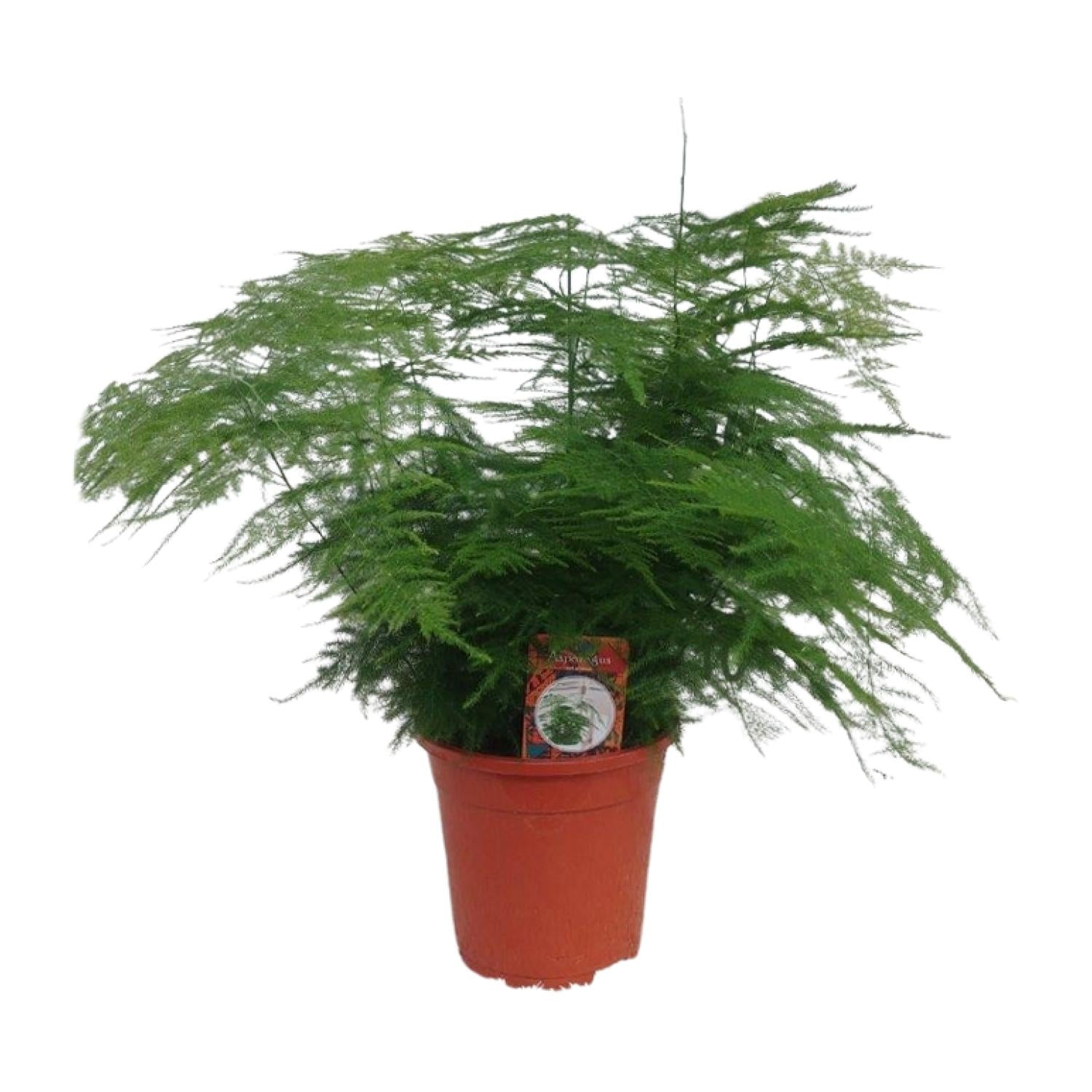 Asparagus setaceus – Zier – Spargel Asparagus – Farn – Ø17cm ↕45cm – Elegante Zimmerpflanze mit feinem, federartigem Laub – Plant
