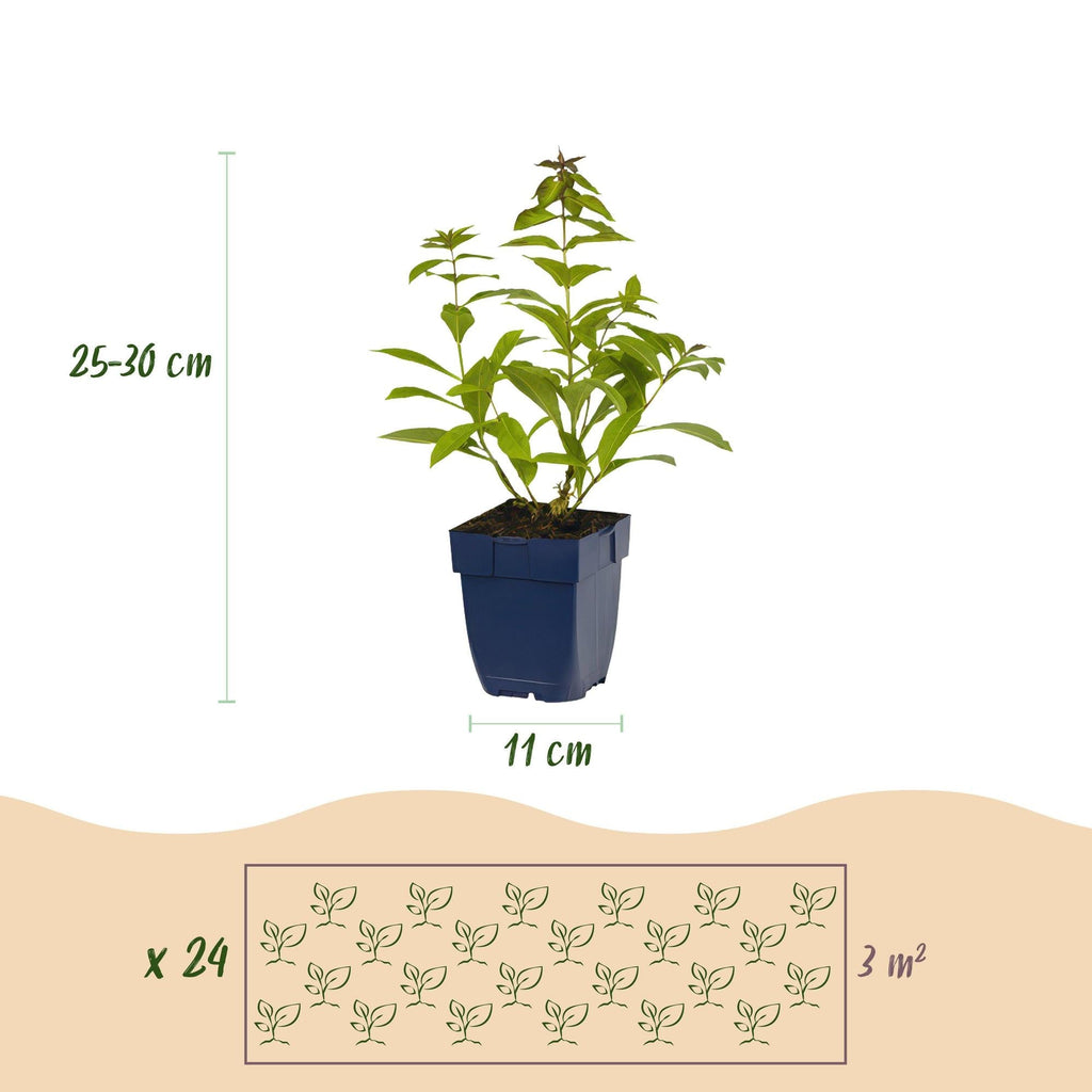 Staudenset – Duftende Blumen – 24 Stauden Ø11cm – Für ca. 3m² – Bienenfreundlich & pflegeleicht – Verschiedene Farben & Blütezeiten – Plant