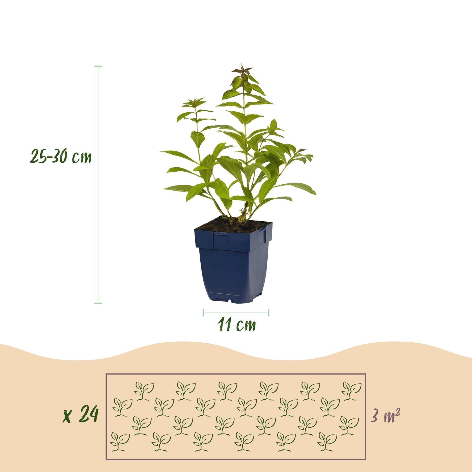 Staudenset – Duftende Blumen – 24 Stauden Ø11cm – Für ca. 3m² – Bienenfreundlich & pflegeleicht – Verschiedene Farben & Blütezeiten – Plant