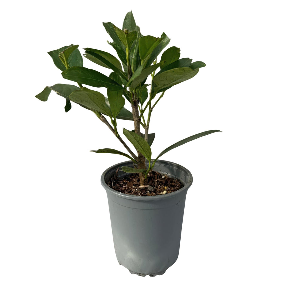 Kirschlorbeer Prunus laurocerasus Caucasica – Immergrün – 8 Pflanzen für 1m Hecke – Schnellwachsende & winterharte Heckenpflanze – Ø9cm Höhe 30-35cm – Plant