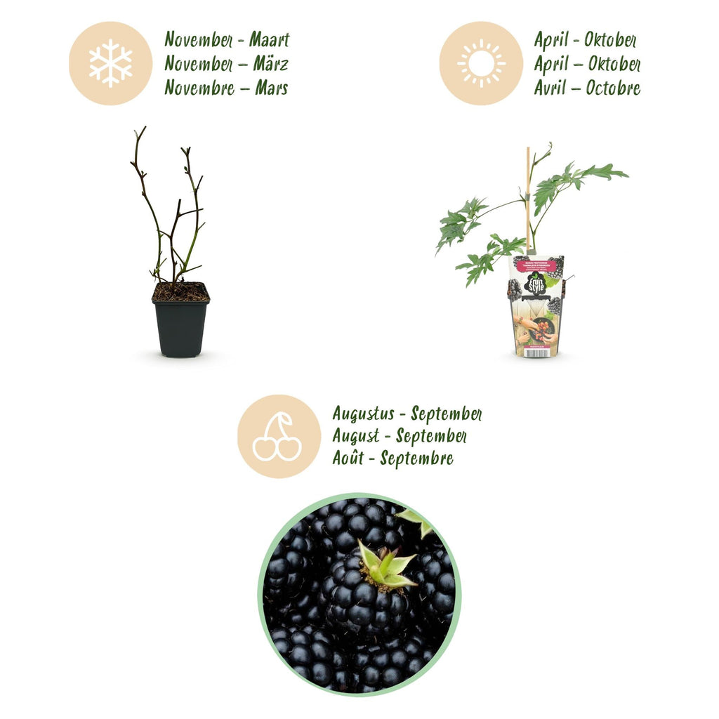 Immergrüne Brombeere Rubus Thornless Evergreen winterhart 6 Pflanzen Höhe 30cm Ø9cm – Dornenlose schwarze Brombeere für Garten Beet Balkon & Terrasse