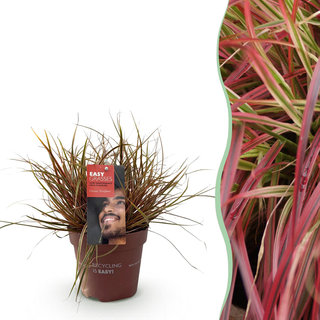 Ziergras Uncinia rubra Everflame – Mahagonigras Rot – Immergrün & winterhart – Höhe ca. 50cm – 17cm – Farbintensives Gras für Beet & Kübel – Plant