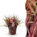Ziergras Uncinia rubra Everflame – Mahagonigras Rot – Immergrün & winterhart – Höhe ca. 50cm – 17cm – Farbintensives Gras für Beet & Kübel – Plant
