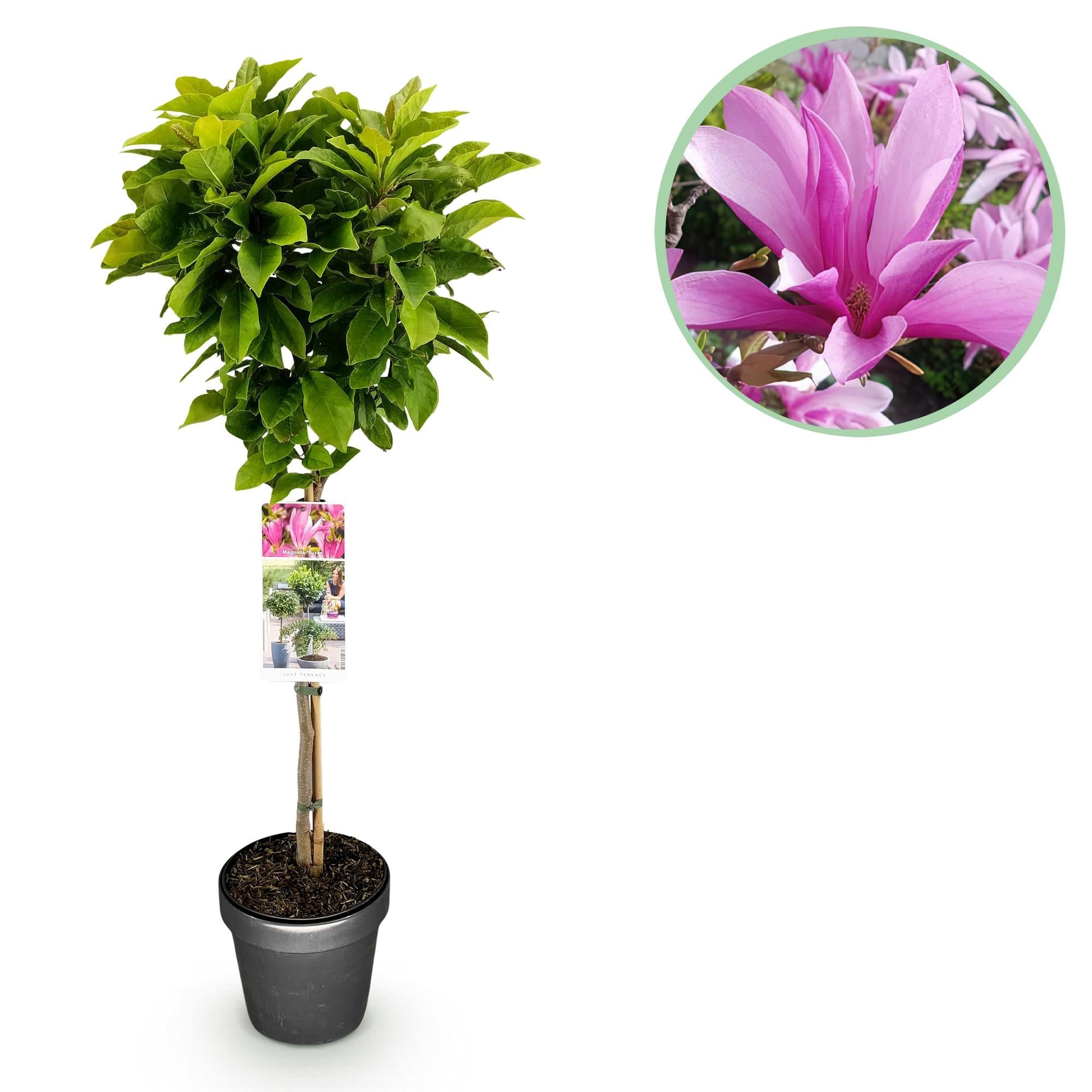 Magnolie Magnolia Susan – 19cm Höhe ca.90cm – Rosa blühend & duftend – Laubabwerfend & winterhart – Zierbaum für Beet Balkon Terrasse – Plant