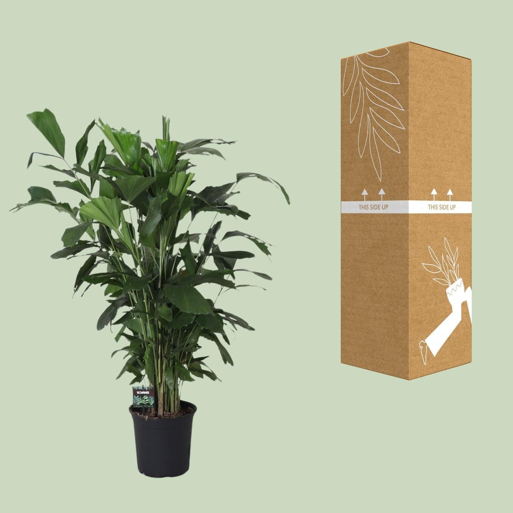 Fischschwanzpalme Caryota Mitis – Zimmer- & Terrassenpflanze – Ø24 cm – Ca. 120 cm hoch – Tropische & pflegeleichte Palmenpflanze mit fischförmigem Blattwerk – Für Halbschatten – Plant