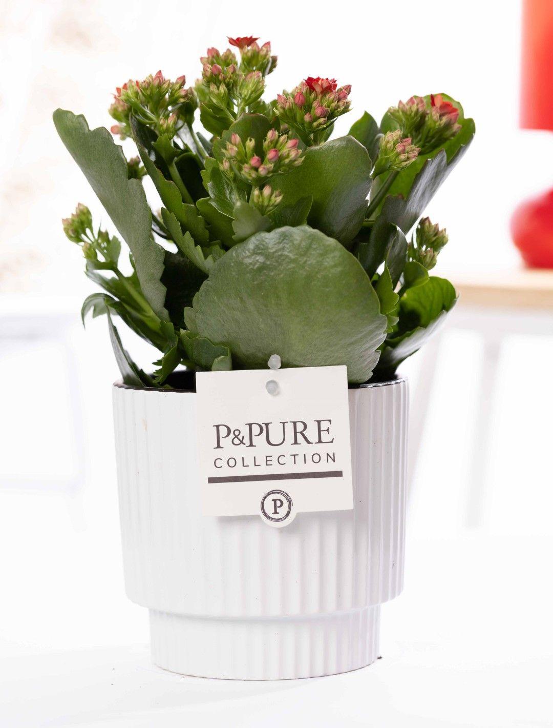 Kalanchoe Rot in Keramiktopf Glänzend Weiß – Ø12cm ↕27cm – Blühende Zimmerpflanze mit roten Blüten – Pflegeleicht & langlebig – Plant