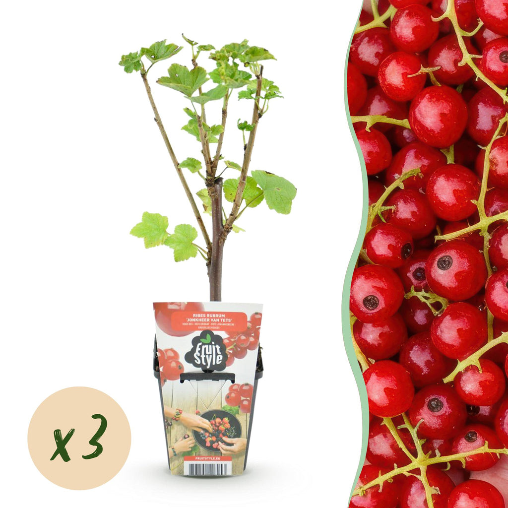 Rote Johannisbeere Ribes rubrum Jonkheer van Tets winterhart Ø9cm Höhe30cm – Ertragreiche Johannisbeerpflanze für Garten Balkon & Terrasse