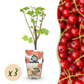 Rote Johannisbeere Ribes rubrum Jonkheer van Tets winterhart Ø9cm Höhe30cm – Ertragreiche Johannisbeerpflanze für Garten Balkon & Terrasse