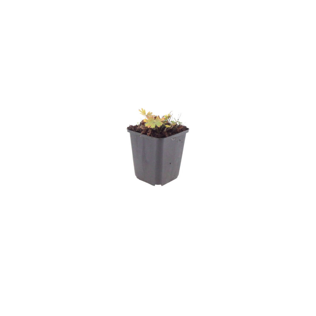 Geranium sanguineum Max Frei Ø9cm Höhe 10-25cm – Karminrote Blütenstaude für sonnige Beete & Steingarten – Winterhart pflegeleicht
