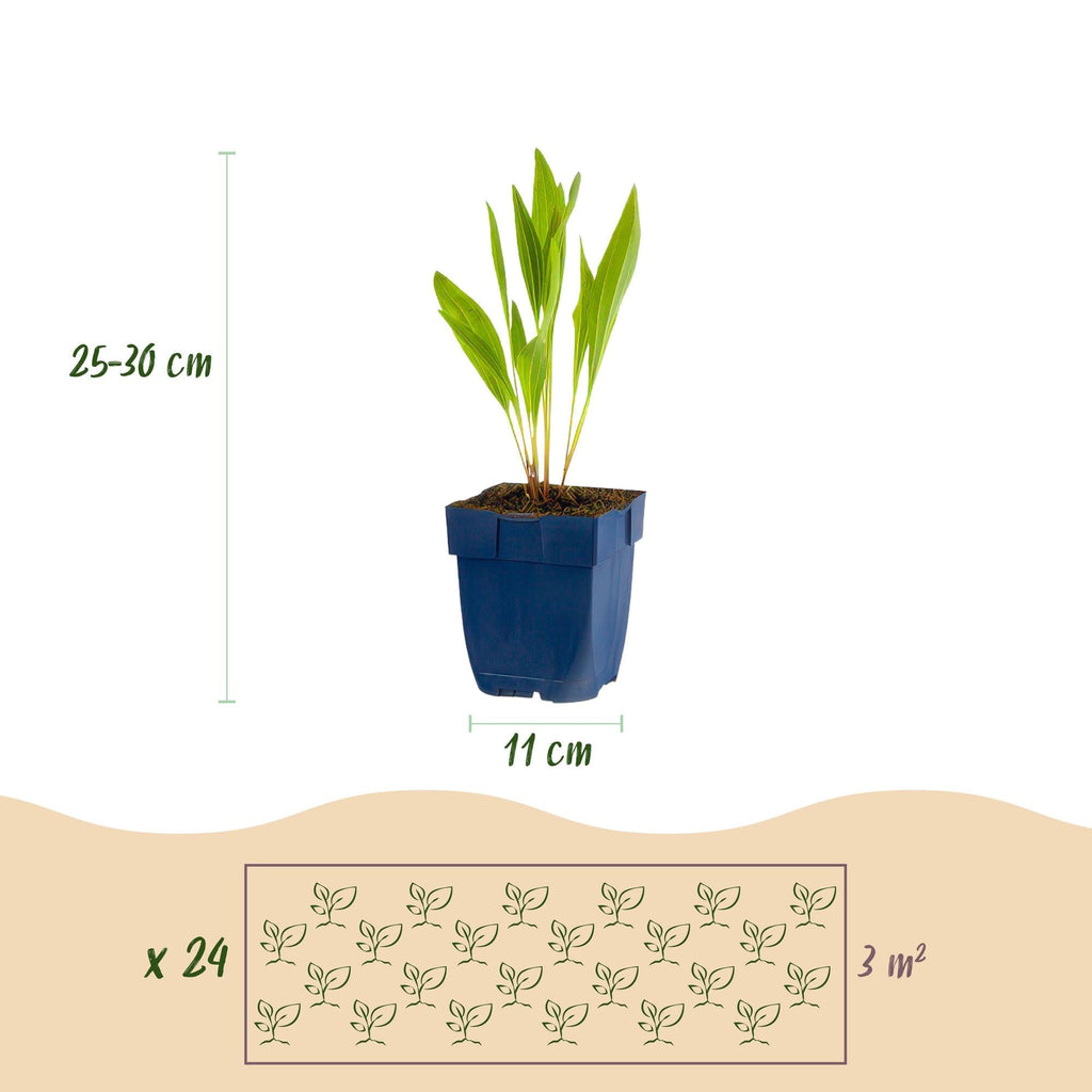 Staudenset Bienen – & Schmetterlingsfreundlich – 24 Stauden – Für 3 m² – Bunte Blütenpracht – Pflegeleicht – Ø11cm – Biodiverser Garten – Plant