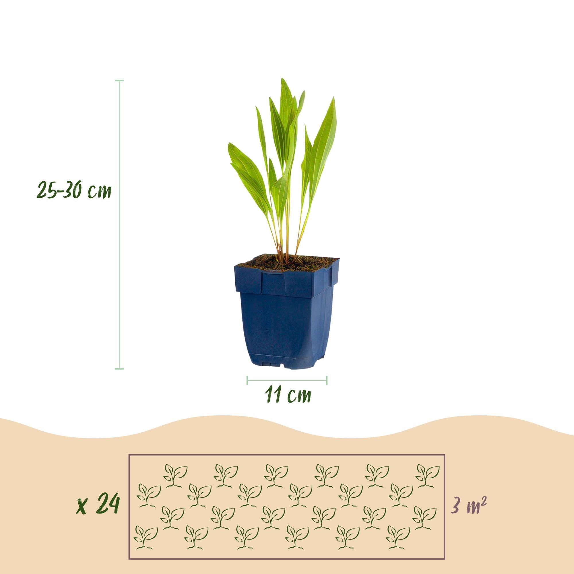 Staudenset Bienen – & Schmetterlingsfreundlich – 24 Stauden – Für 3 m² – Bunte Blütenpracht – Pflegeleicht – Ø11cm – Biodiverser Garten – Plant