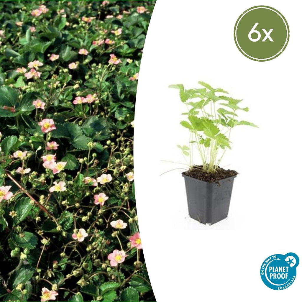 Wald – Erdbeere – Fragaria vesca – ↑10-25cm – Ø9cm – Bodendecker & Früchte, pflegeleicht, süße essbare Beeren – Plant