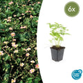 Wald – Erdbeere – Fragaria vesca – ↑10-25cm – Ø9cm – Bodendecker & Früchte, pflegeleicht, süße essbare Beeren – Plant