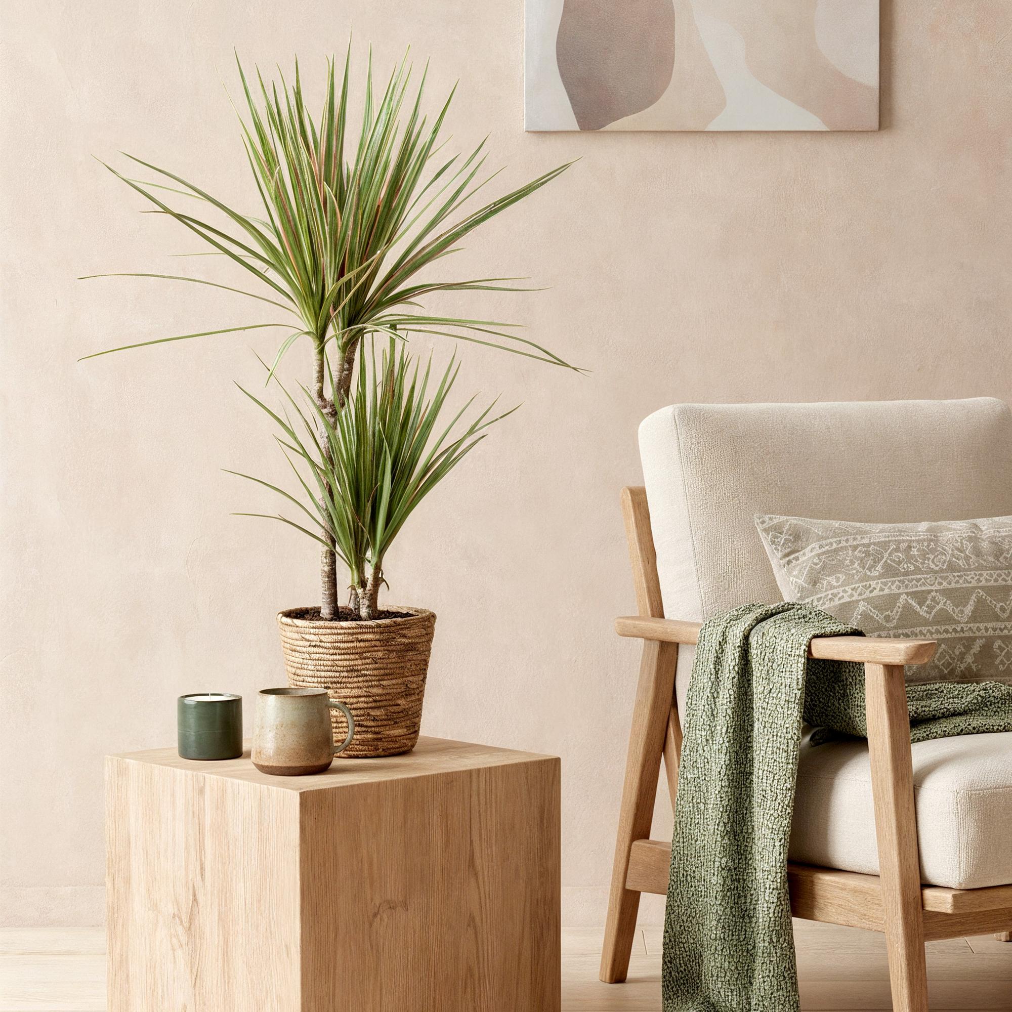 Dracaena Marginata Bicolor – Drachenbaum – 17cm – Höhe 70-75cm – Pflegeleichte rot – Plant