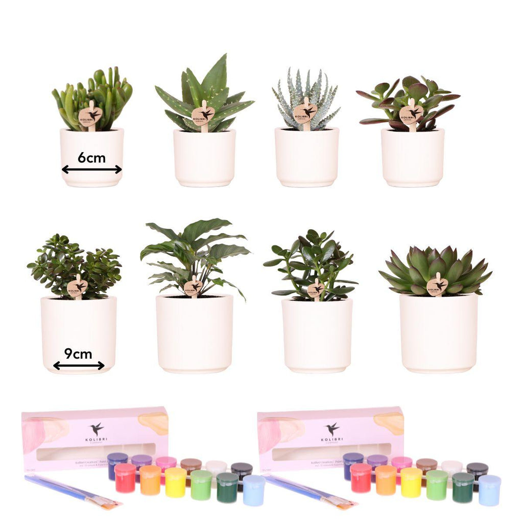 Malset Blumentöpfe bemalen – DIY Set für 4 Personen – inkl. 8 Blumentöpfe, 8 Sukkulenten, 24 Farben & Pinsel – Kreativ – Set von Kolibri Creatives – Plant
