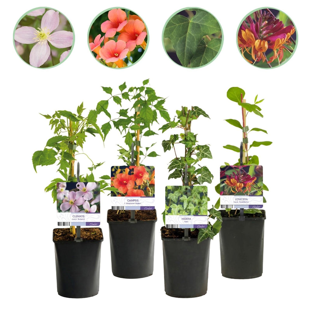 Kletterpflanzen – Set Rainbow – 4 Pflanzen – Clematis montana Rubens, Hedera helix, Lonicera Goldflame, Campsis Madame Galen – Ø11cm – Höhe ca. 40cm – Plant