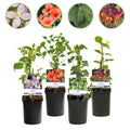 Kletterpflanzen – Set Rainbow – 4 Pflanzen – Clematis montana Rubens, Hedera helix, Lonicera Goldflame, Campsis Madame Galen – Ø11cm – Höhe ca. 40cm – Plant