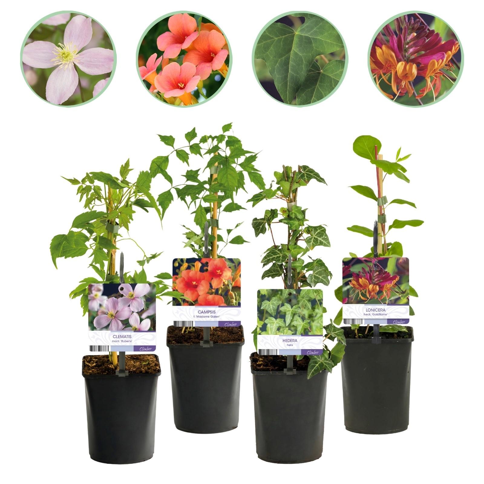 Kletterpflanzen – Set Rainbow – 4 Pflanzen – Clematis montana Rubens, Hedera helix, Lonicera Goldflame, Campsis Madame Galen – Ø11cm – Höhe ca. 40cm – Plant