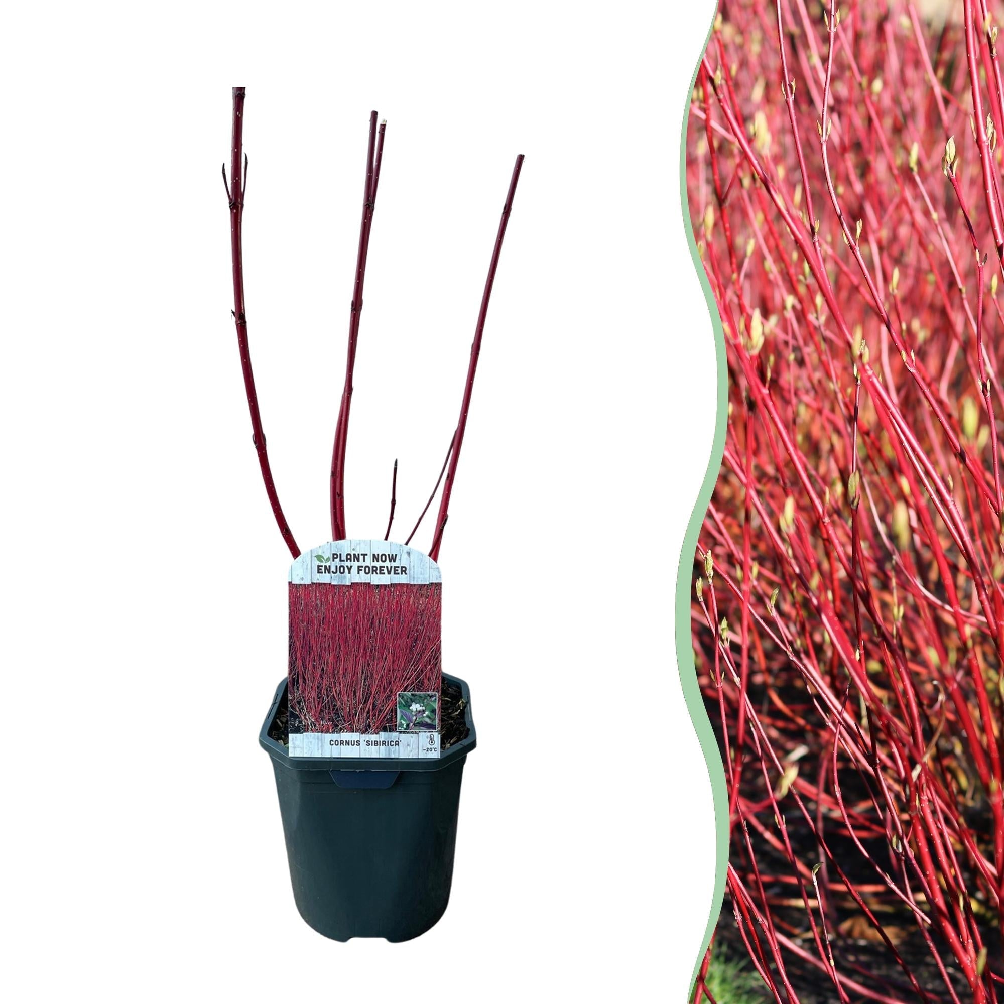Rotholz – Hartriegel – Cornus alba 'Sibirica' – Ø17cm – ca. 45cm hoch – Zierstrauch mit roten Zweigen – Winterhart & pflegeleicht – Bienenfreundlich – Plant