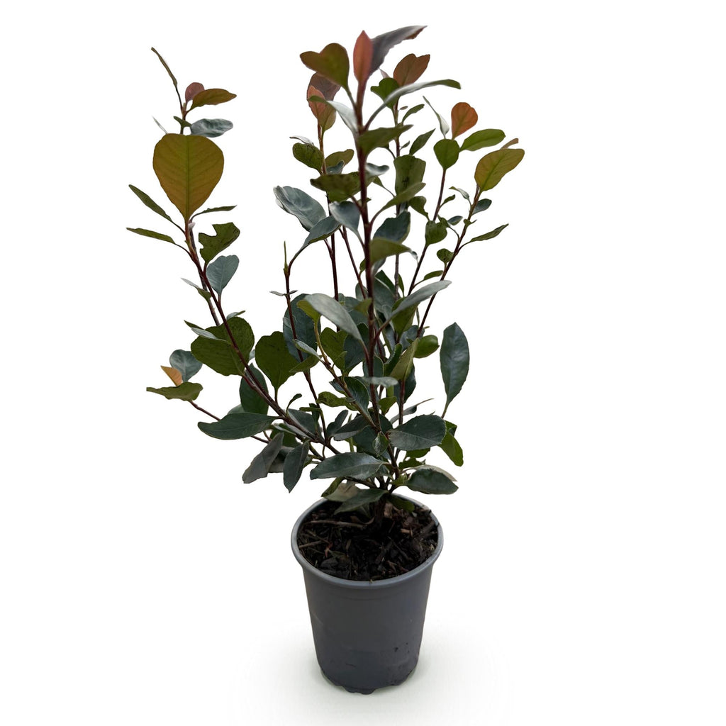 Glanzmispel Photinia Little Red Robin – 8 Pflanzen für 1 lfm Hecke – Immergrüner Strauch – 9cm – Höhe 30-35cm