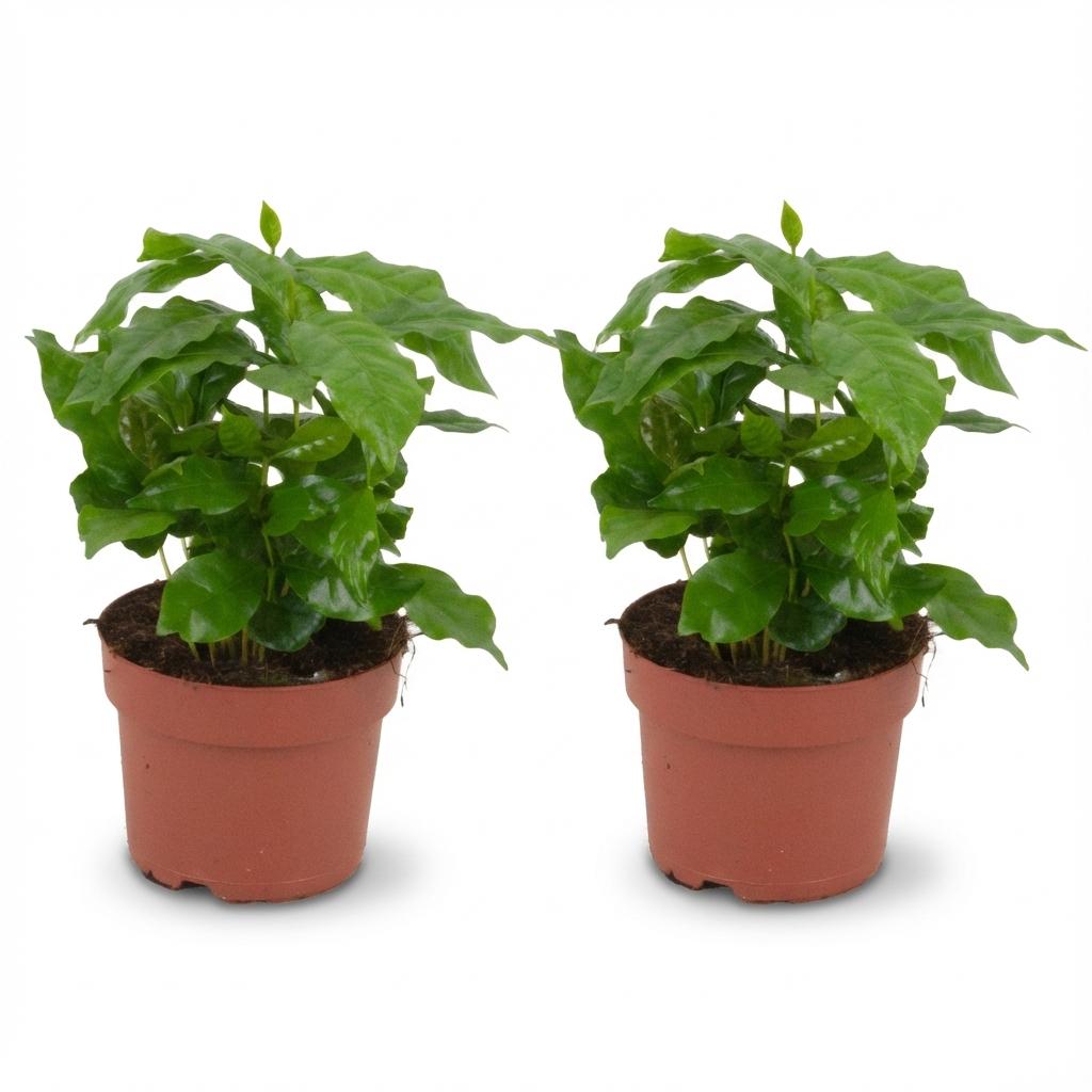 Kaffeepflanze Coffea Arabica – 2 Pflanzen – Ø12cm – Höhe ca.25cm – Tropische Zimmerpflanze mit glänzenden Blättern – Kaffeebaum für Wohnraum & Büro