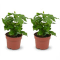 Kaffeepflanze Coffea Arabica – 2 Pflanzen – Ø12cm – Höhe ca.25cm – Tropische Zimmerpflanze mit glänzenden Blättern – Kaffeebaum für Wohnraum & Büro