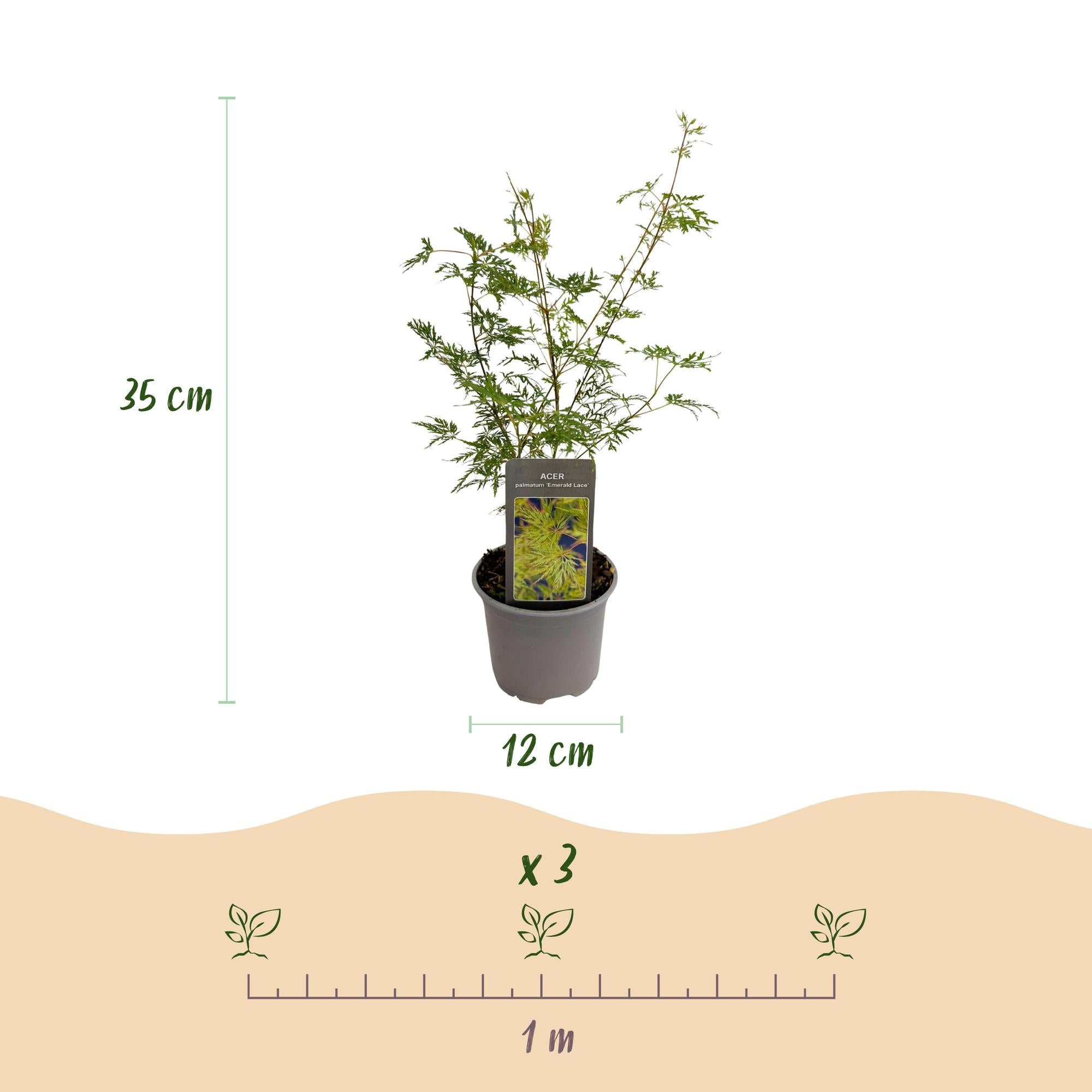 Acer palmatum Emerald Lace – 3 Pflanzen – 12cm – Höhe ca. 35cm – Filigraner Japanischer Ahorn mit grünem Spitzenlaub & lilafarbener Herbstfärbung