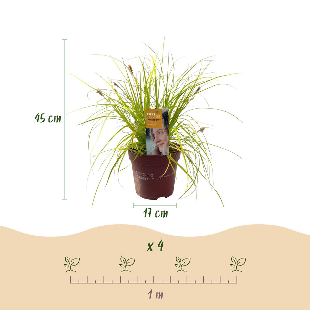 Ziergras Segge Carex oshimensis Everillo – Leuchtend Gelb – Immergrün & winterhart – Höhe ca. 50cm – 17cm – Farbintensives Gras für Beet & Kübel – Plant