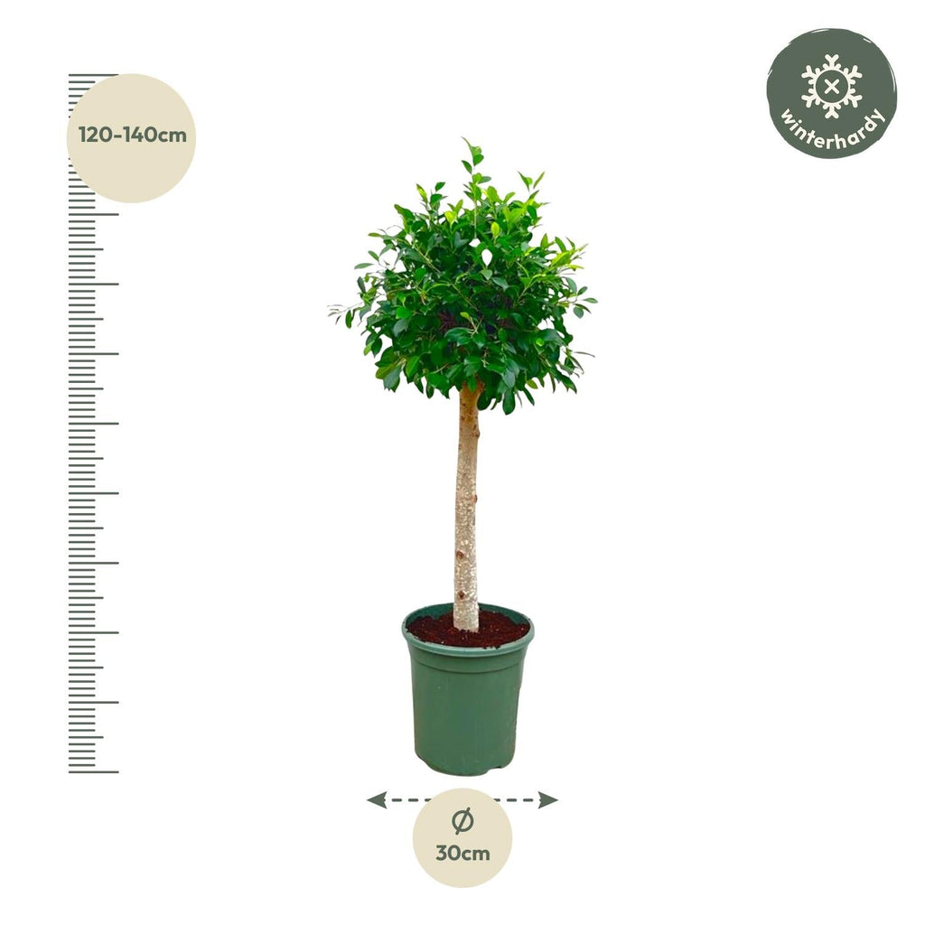 Ficus Nitida – ca. 150cm Höhe – Immergrüne Zimmerpflanze mit dichter Krone – Topfgröße Ø30cm – Elegante Innenraum – Luftreinigend & pflegeleicht – Plant