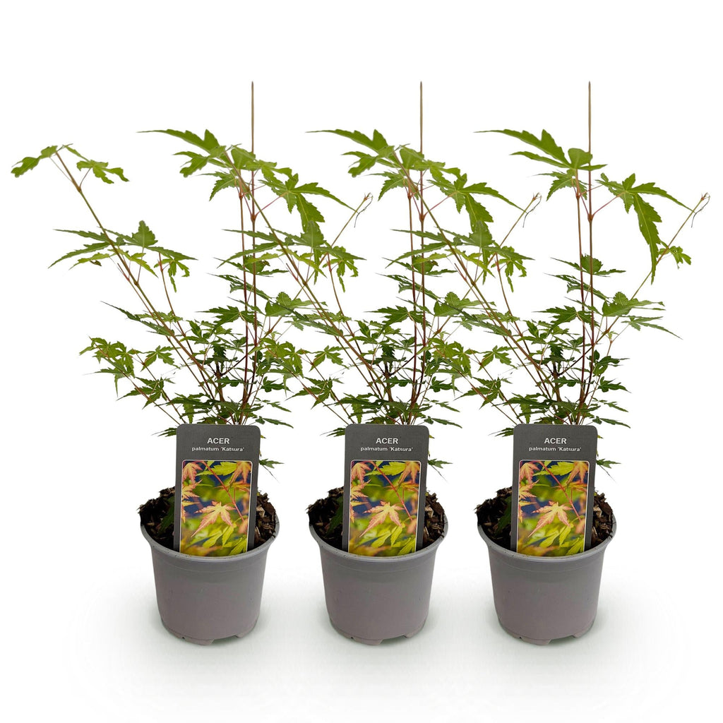 Acer palmatum Sangokaku – 3 Pflanzen – 12cm – Höhe ca. 35cm – Laubabwerfender Japanischer Ahorn mit grünem Sommerlaub & orangegelber Herbstfärbung