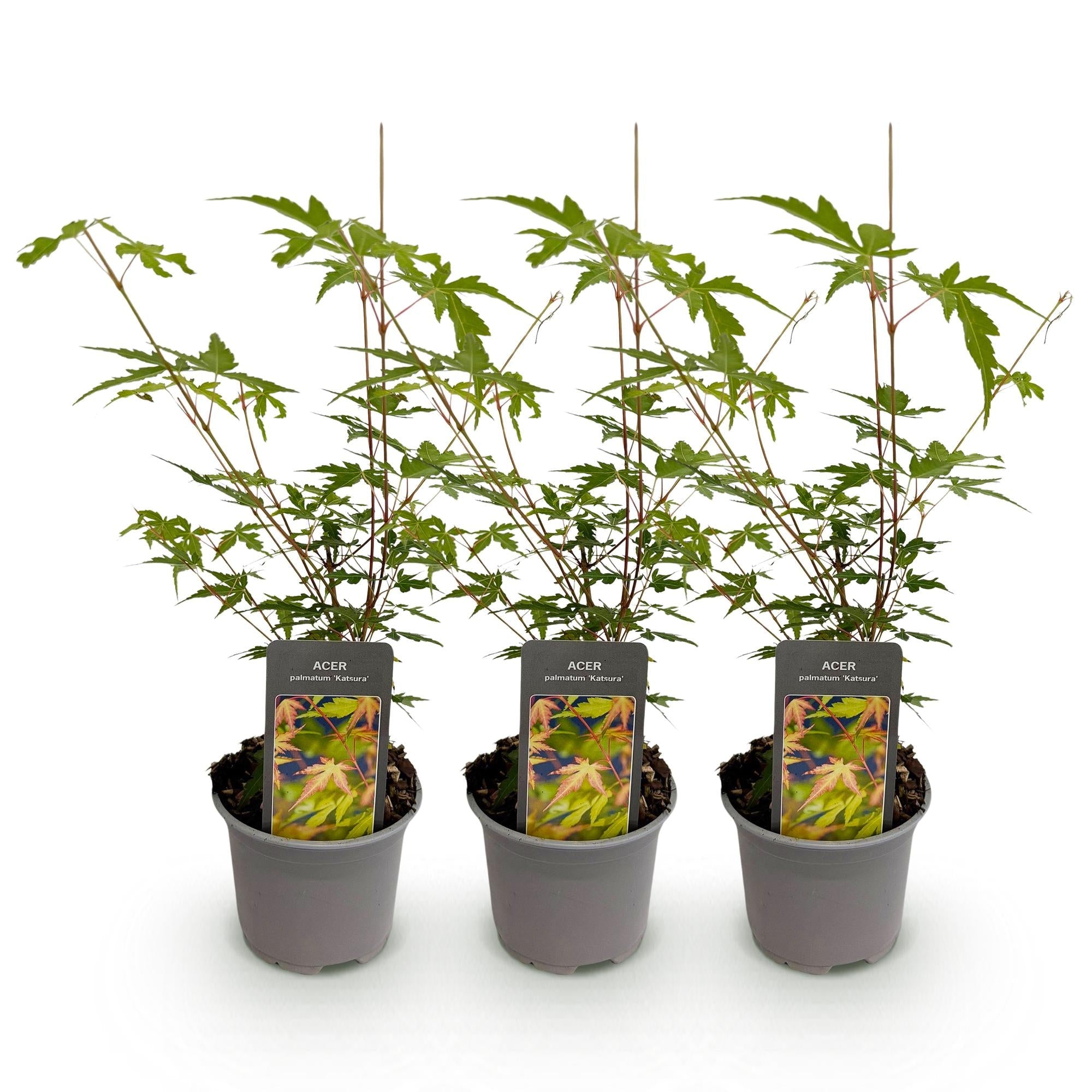 Acer palmatum Sangokaku – 3 Pflanzen – 12cm – Höhe ca. 35cm – Laubabwerfender Japanischer Ahorn mit grünem Sommerlaub & orangegelber Herbstfärbung