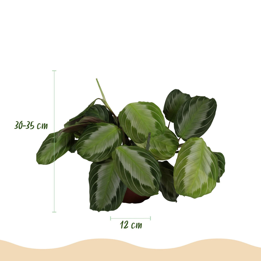 Maranta Fascinator Silverband Gebetspflanze Pfeilwurz – 4 Pflanzen im Set – 12cm – Höhe 30-35cm