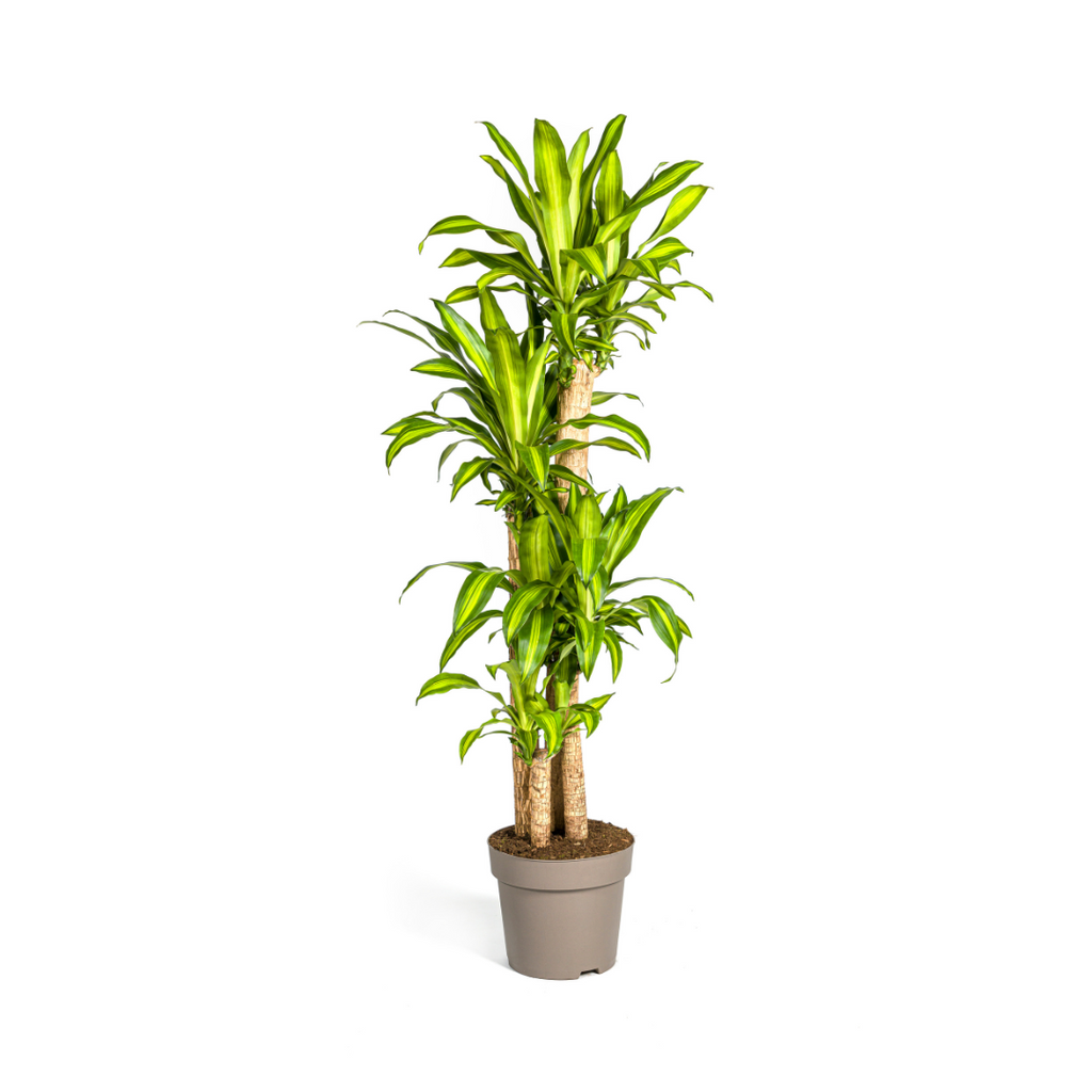Dracaena Fragrans Massangeana – Drachenbaum – Ø30cm – ↕170-190cm – Tropische Zimmerpflanze – Robust & pflegeleicht – Plant