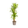 Dracaena Fragrans Massangeana – Drachenbaum – Ø30cm – ↕170-190cm – Tropische Zimmerpflanze – Robust & pflegeleicht – Plant