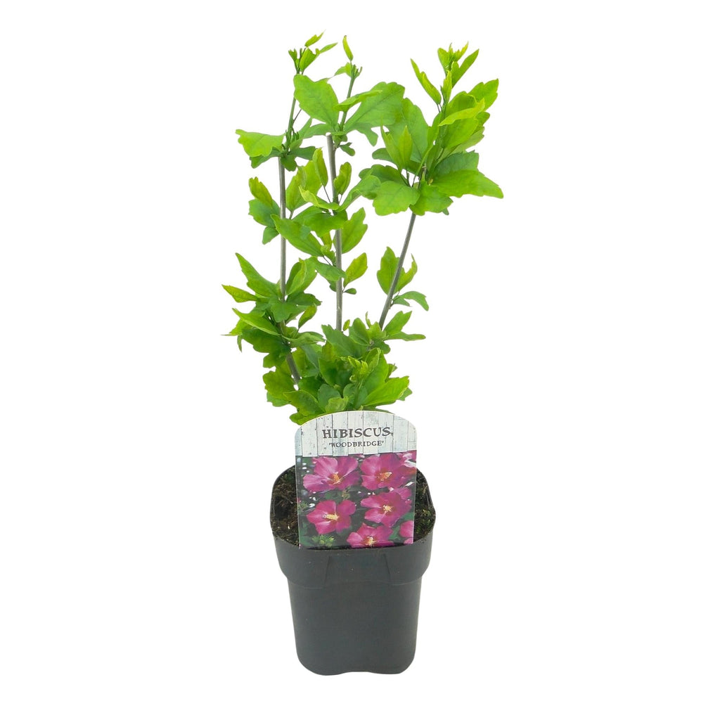 Garteneibisch Hibiscus syriacus Woodbridge – Strauch – Blüte Rosa – Laubabwerfend – Pflegeleicht – 17cm Höhe 45cm – Für Garten & Terrasse – Plant