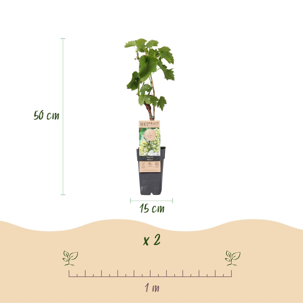 Weinrebe Vitis vinifera 'Bianca' – Weiße Traube – 2 Pflanzen – Ø15cm – Höhe ca. 50cm – Süße Tafeltrauben – Reich an Vitaminen – Plant
