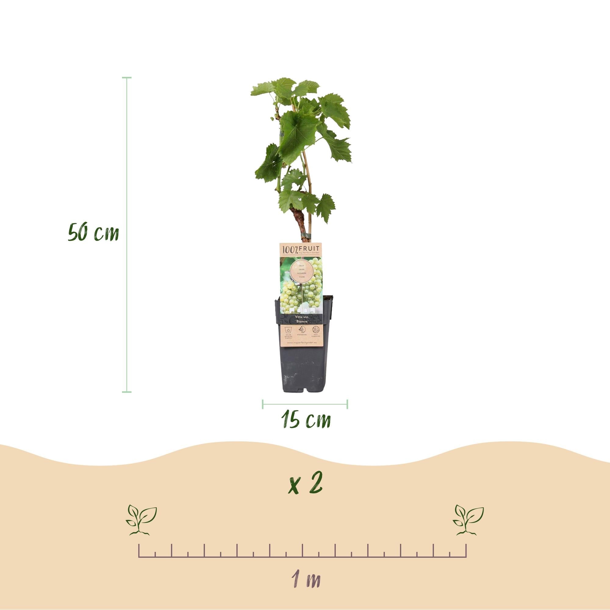 Weinrebe Vitis vinifera 'Bianca' – Weiße Traube – 2 Pflanzen – Ø15cm – Höhe ca. 50cm – Süße Tafeltrauben – Reich an Vitaminen – Plant
