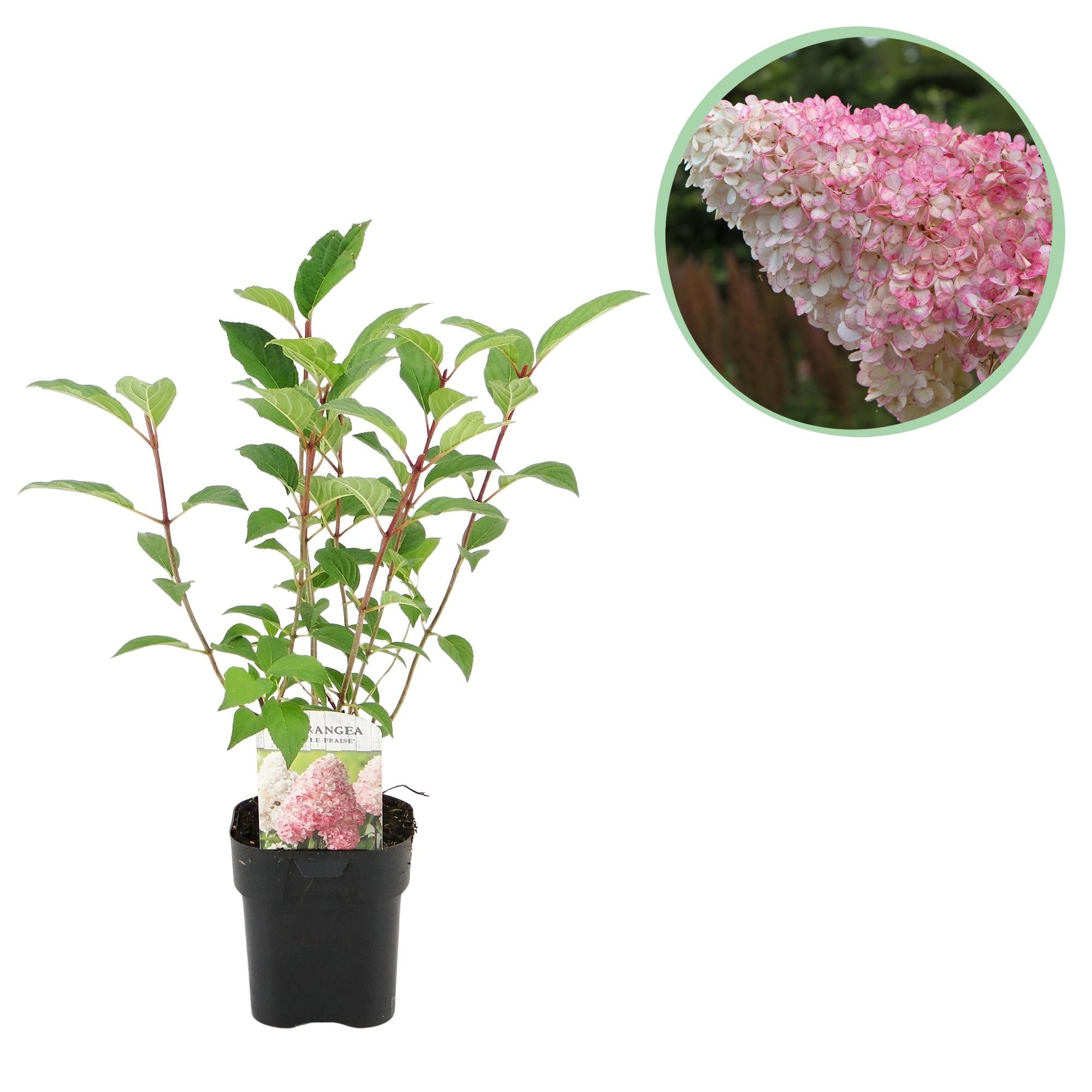Rispenhortensie – Hydrangea panniculata Vanille Fraise – Blüte Weiß – Rosa – Laubabwerfend – Große Blüten – 17cm – Höhe ca. 50cm – Plant