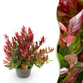 Traubenheide Leucothoe Little Flame – 17cm Höhe ca.40cm – Immergrün & farbwechselnd – Rotes Herbstlaub – Pflegeleichter dekorativer Zierstrauch – Plant