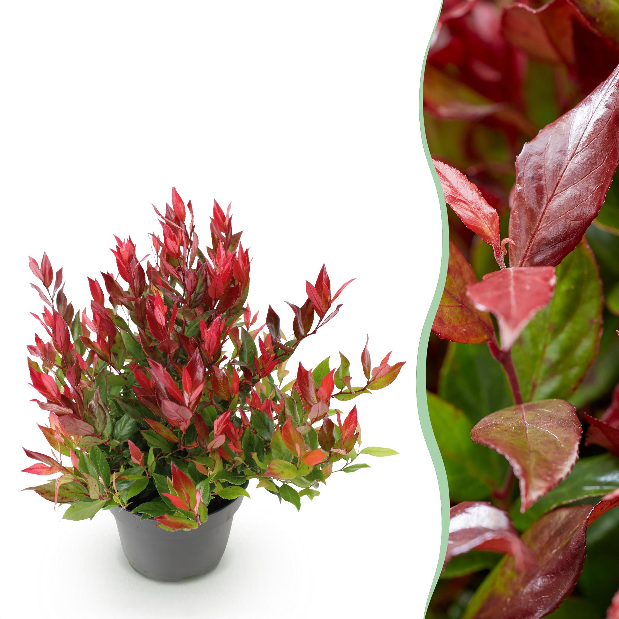 Traubenheide Leucothoe Little Flame – 17cm Höhe ca.40cm – Immergrün & farbwechselnd – Rotes Herbstlaub – Pflegeleichter dekorativer Zierstrauch – Plant