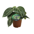 Zwergpfeffer Peperomia Sarcophylla – Zimmerpflanze – Einzigartige Blattmuster – Ø15cm – Höhe 25cm – Pflegeleicht – Plant