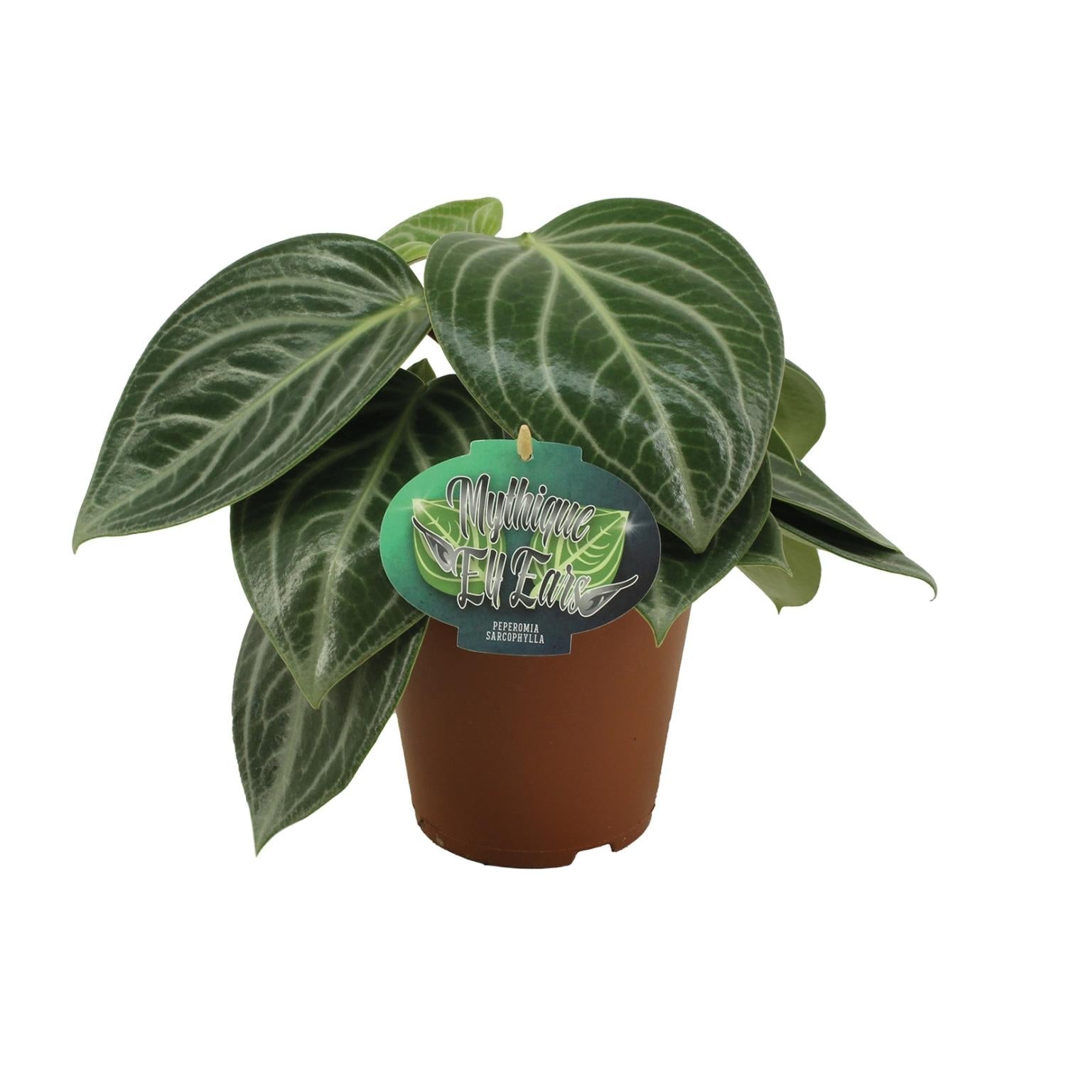 Zwergpfeffer Peperomia Sarcophylla – Zimmerpflanze – Einzigartige Blattmuster – Ø15cm – Höhe 25cm – Pflegeleicht – Plant