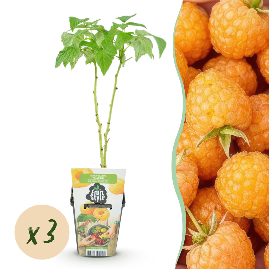 Himbeere Rubus idaeus Fallgold winterhart 3 Pflanzen Ø9cm Höhe 30cm – Gelbe Himbeere für Garten Beet Balkon & Terrasse – Süß & aromatisch