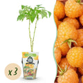 Himbeere Rubus idaeus Fallgold winterhart 3 Pflanzen Ø9cm Höhe 30cm – Gelbe Himbeere für Garten Beet Balkon & Terrasse – Süß & aromatisch