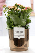 Kalanchoe Rosa in Keramiktopf Goldbronze – Ø12cm ↕27cm – Blühende Zimmerpflanze mit rosa Blüten – Pflegeleicht & langlebig – Plant