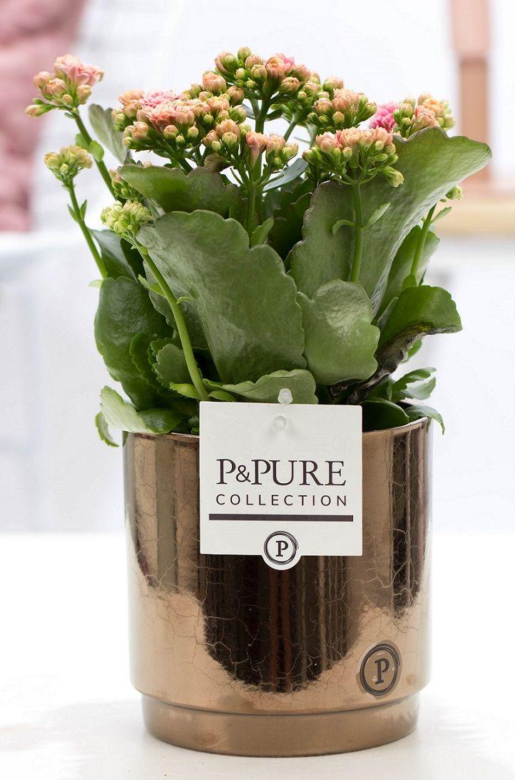 Kalanchoe Rosa in Keramiktopf Goldbronze – Ø12cm ↕27cm – Blühende Zimmerpflanze mit rosa Blüten – Pflegeleicht & langlebig – Plant