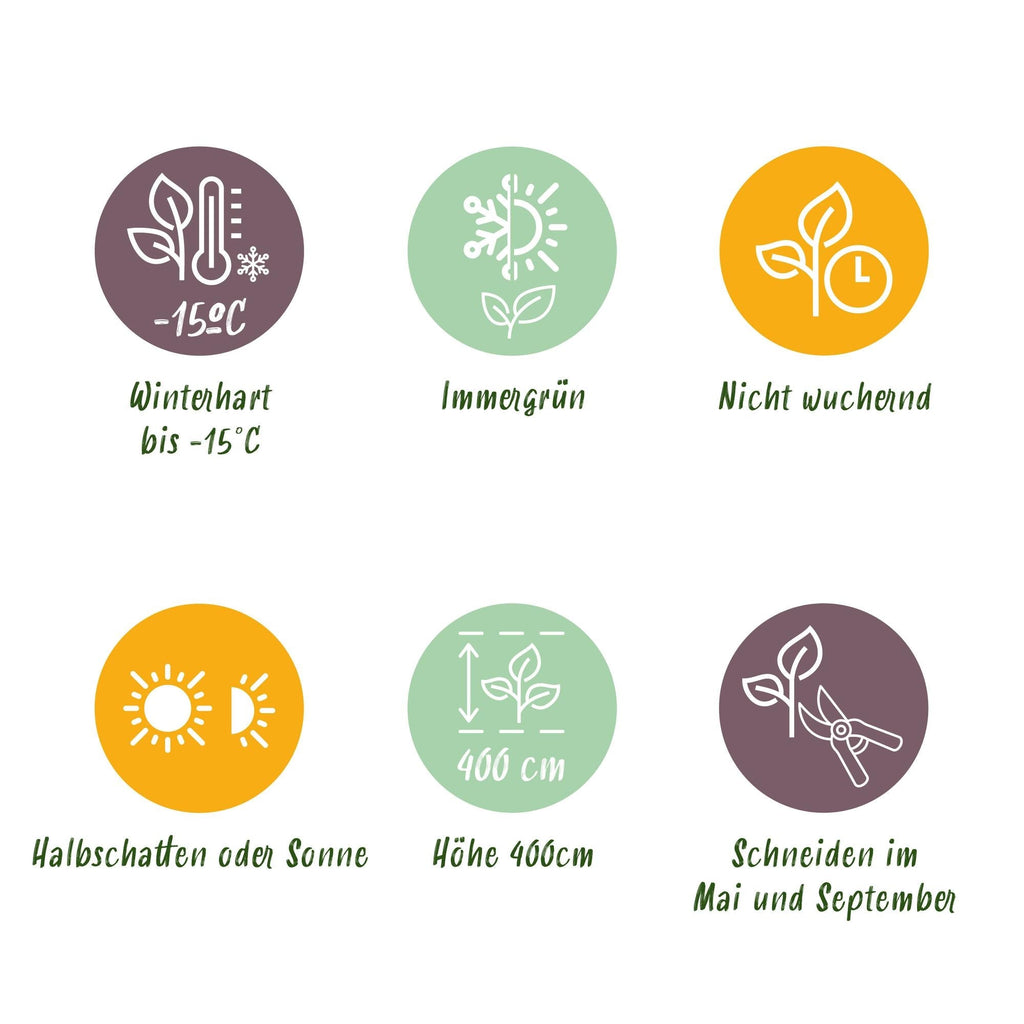 Ovalblättriger Liguster Ligustrum ovalifolium – Immergrüne Heckenpflanzen – 8 Pflanzen – 1m – 9cm Höhe 35-40cm – Grün – Pflegeleicht – Plant