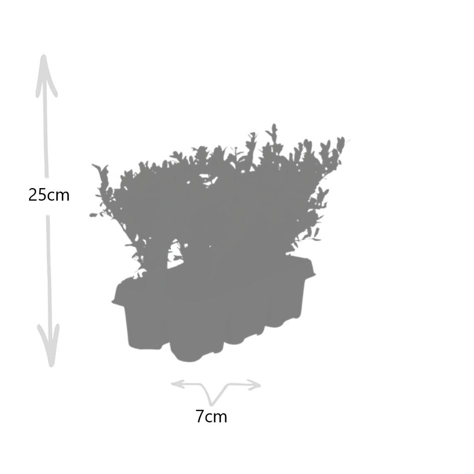 Ilex crenata 'Jenny' – Stechpalme Sträucher – Ø7cm – ↕15cm – 6 Pflanzen – Immergrün, Pflegeleicht & Winterhart – Buchsbaum – Alternative – Plant