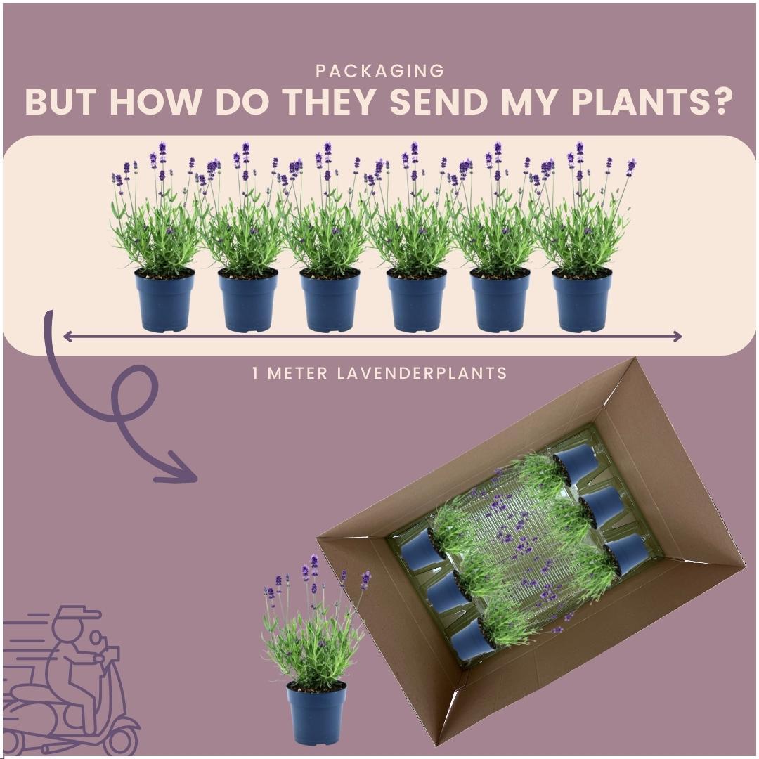 Echter Lavendel Felice – Lavandula angustifolia – Ø12cm – 50cm hoch – 24 Pflanzen – Winterhart – Duftend – Bienen & Schmetterlinge – Plant