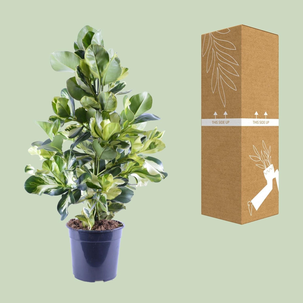 Clusia Rosea White Star – Ø24cm – ↕95cm – Dekorative Zimmerpflanze mit luftreinigender Wirkung – Autographenbaum – Pflegeleicht – Plant